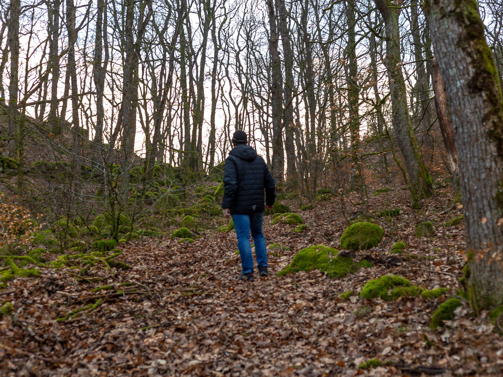promenad i naturreservatets lövskog
