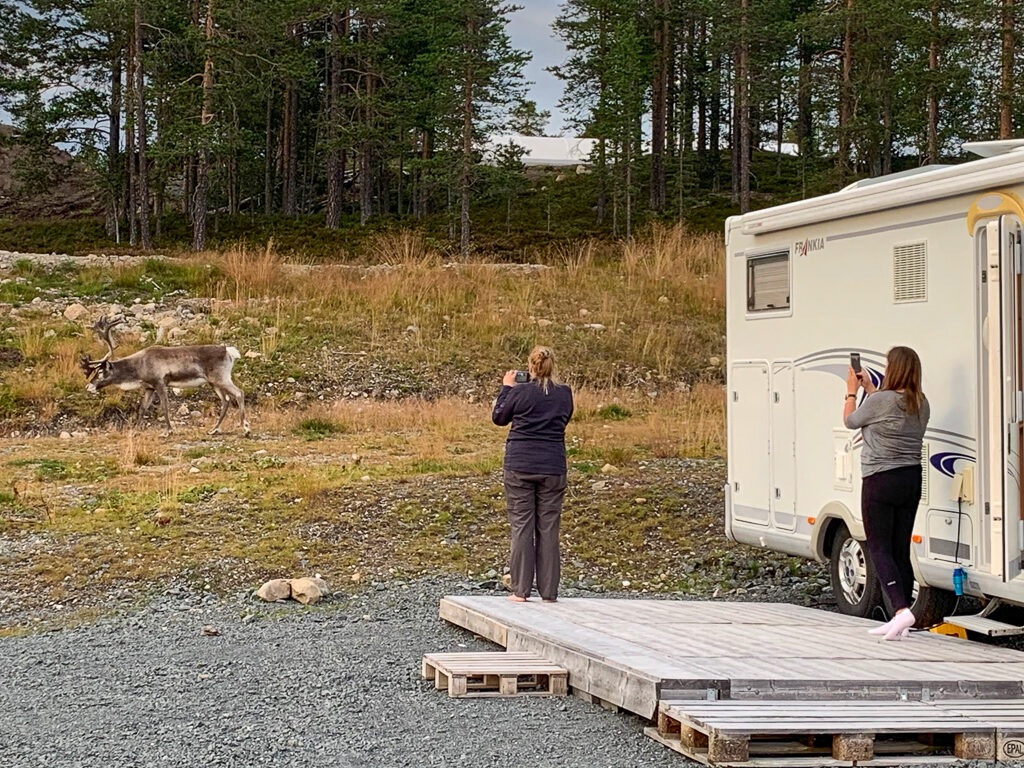 Campingen Renen fick besök av en ren.